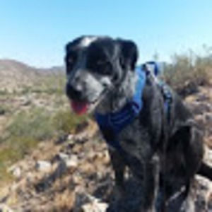 Meet your Posher, Josephine